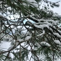 Фото отзыва 1: экскурсия "3 в 1 из Калининграда: Куршская коса, сыроварня «Шаакен Дорф» и форт №1"