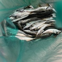 Фото отзыва 1: экскурсия "Адлер: морская рыбалка, обед из улова и купание в Чёрном море"