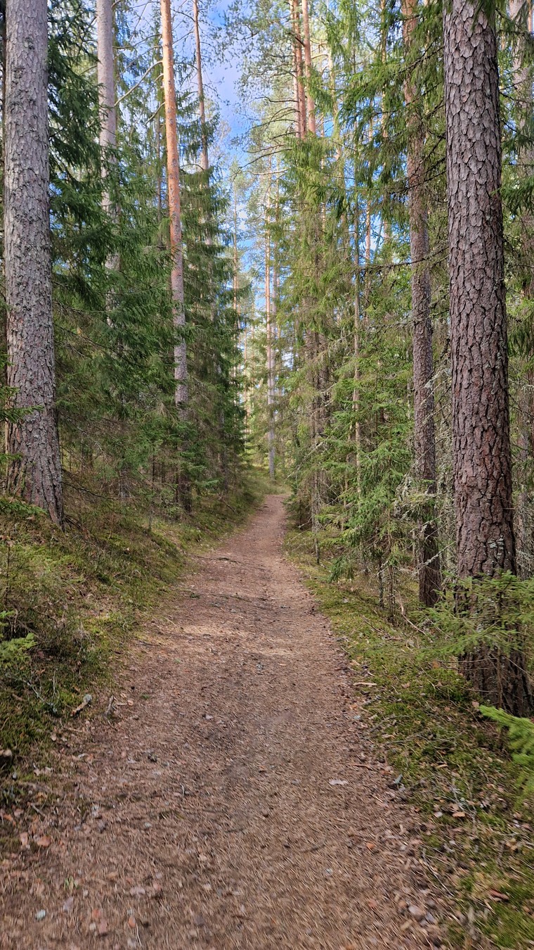 Утренний треккинг у озера Щучье (из Питера) (9/11)