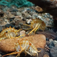 Фото отзыва 3: экскурсия "Попробуй вкус Байкала: путешествие в Листвянку"