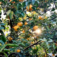 Фото отзыва 3: экскурсия "Фантастические растения Сочи и где они обитают"