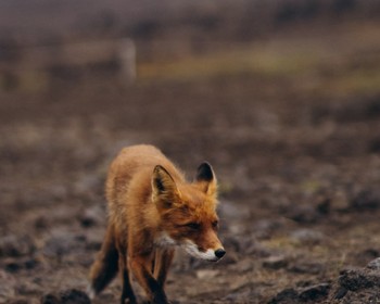 Свободный день