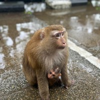 Фото отзыва 3: экскурсия "Лучшее на Пхукете за 1 день"