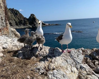 Морская прогулка к маяку Анива