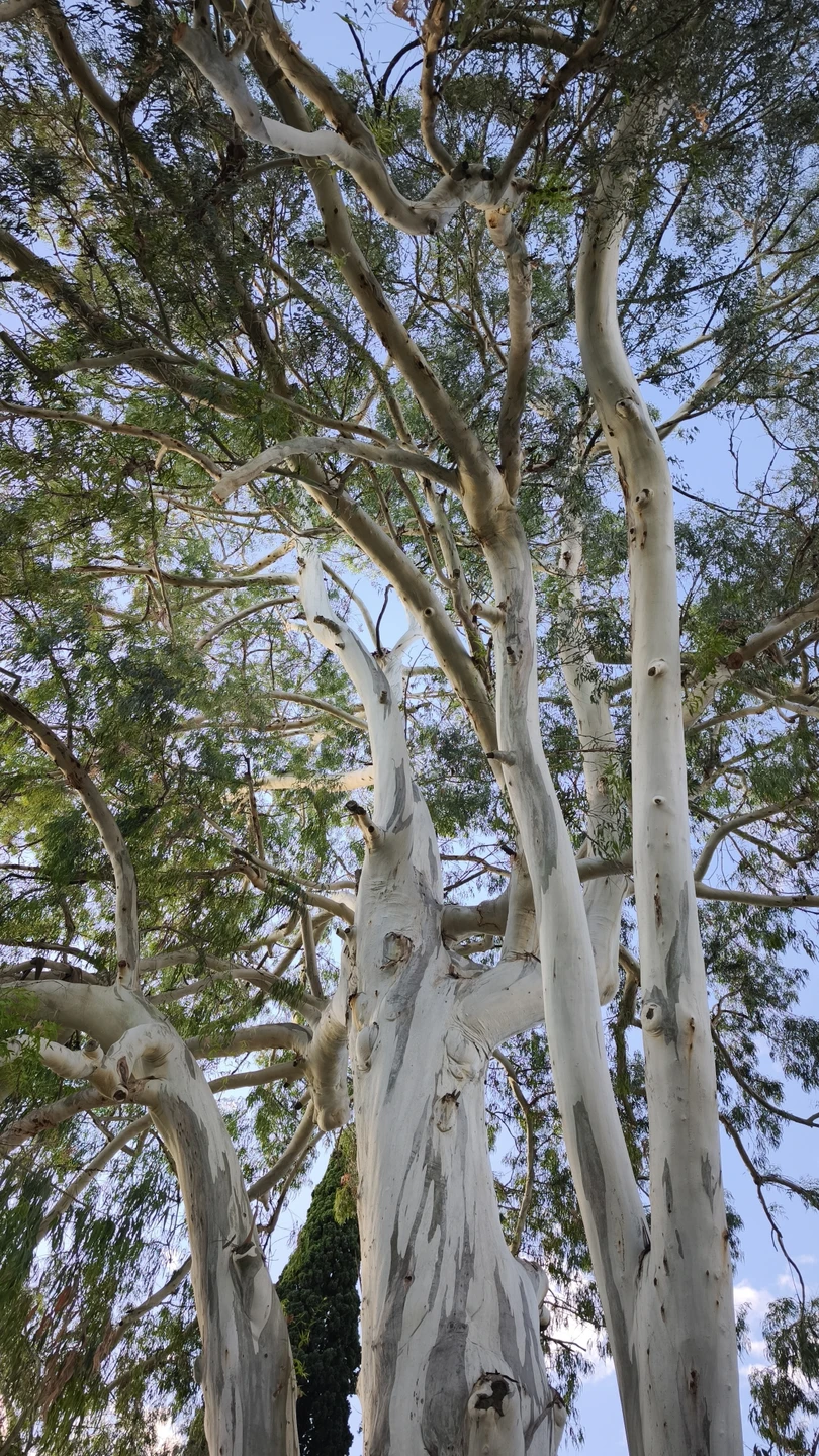 Обязательно сходите на экскурсию с Инной по Сухуму. Вам откроется город совершенно с другой стороны. Город