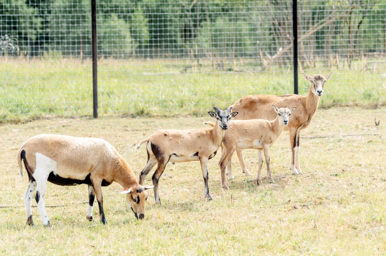 Обнимашки с живой природой: в подмосковный сафари-парк из Москвы