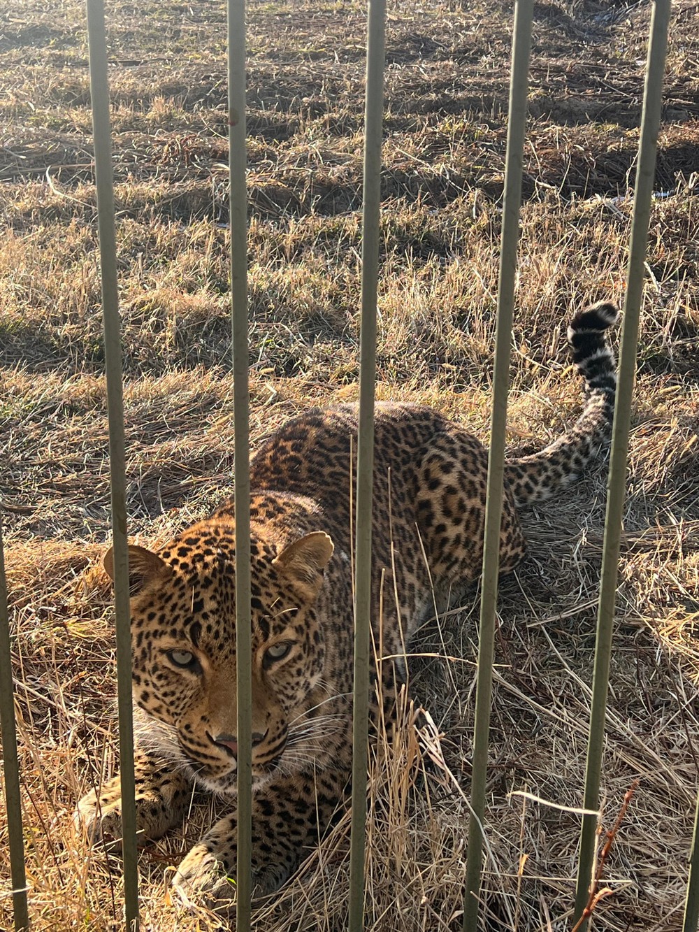 Бухты южного Приморья и парк «Белый лев» — из Владивостока (17/20)