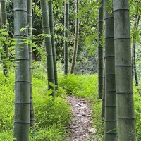 Фото отзыва 2: экскурсия "Батуми, Аджария и Гурия за один день"