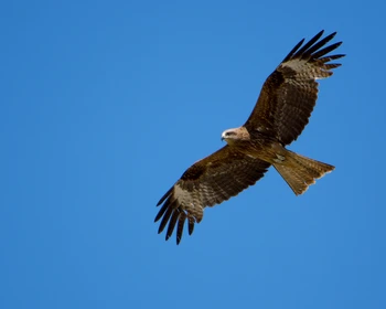 Кош-Агач и Центр народных промыслов в селе Купчегень
