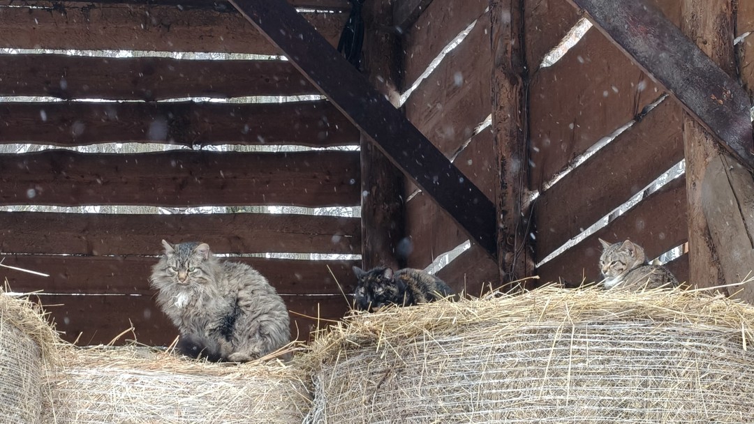 Василиса-прекрасный рассказчик, вовлекающий в чудный мир коней! Столько всего о лошадях я никогда в жизни не слышал. Было весьма интересно