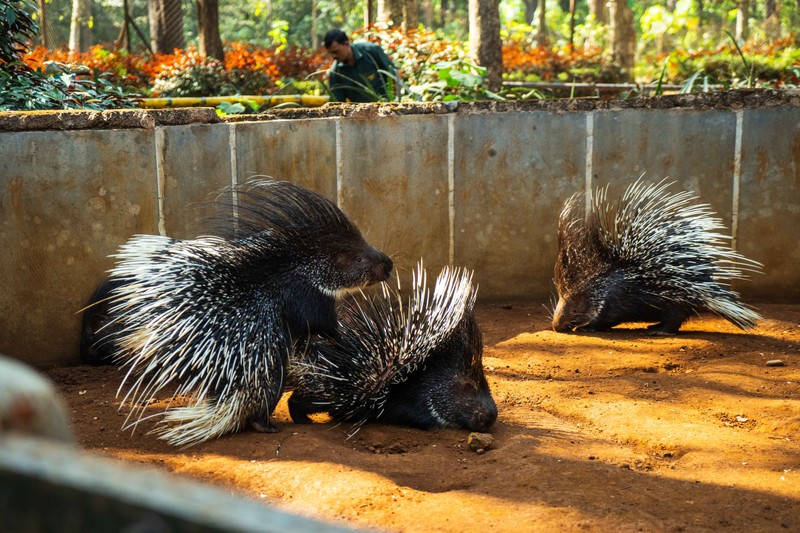 Гоа: путешествие в мир животных и специй