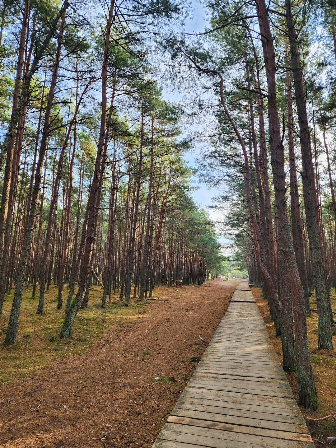 Авторское фотопутешествие по Куршской косе и Зеленоградску (Андрей)