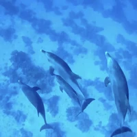 Фото отзыва 2: экскурсия "Встреча с дельфинами и снорклинг у побережья Хургады"