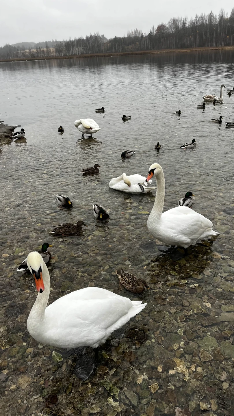 Автобусная экскурсия из Пскова в Изборск и Печоры (Зоя)