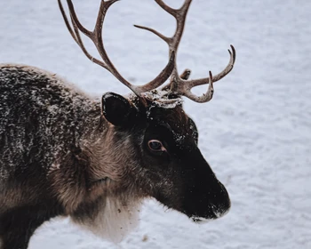 Путешествие в Териберку: морская прогулка, айс-флоатинг, кладбище кораблей