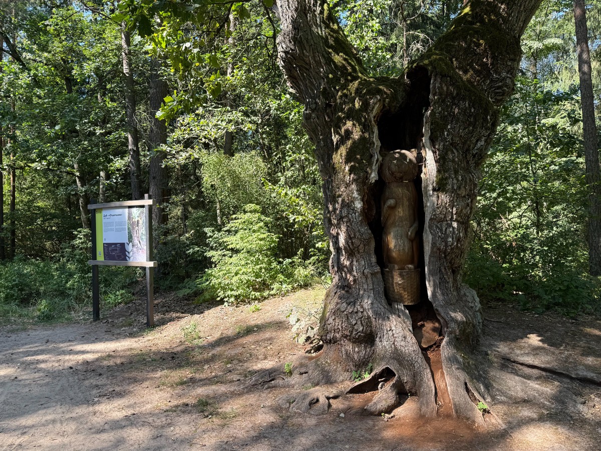 Трансфер из Бреста в Беловежскую пущу и обратно (10/23)