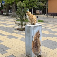 Фото отзыва 3: экскурсия "Автобусная экскурсия «Куршская коса, Зеленоградск и семейная сыроварня»"