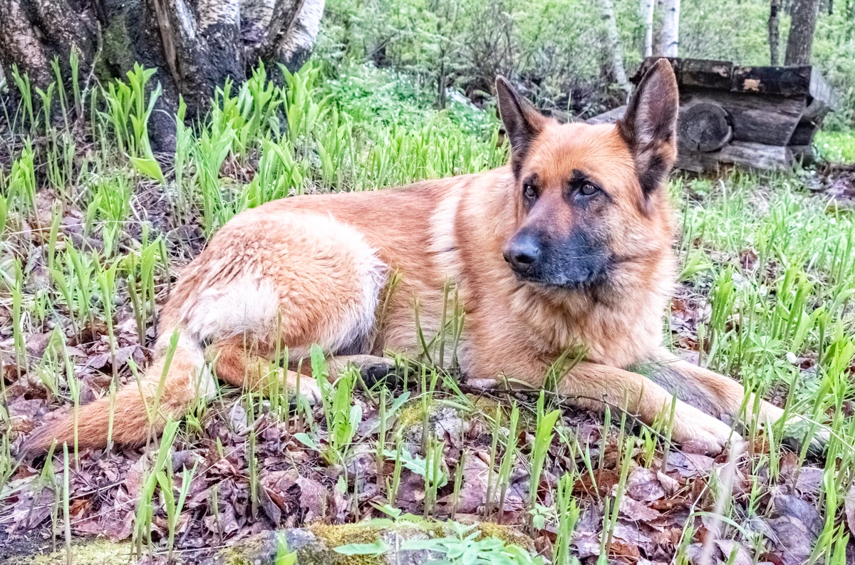 Автомобильный экотур «По следам забытой Финляндии» (21/25)