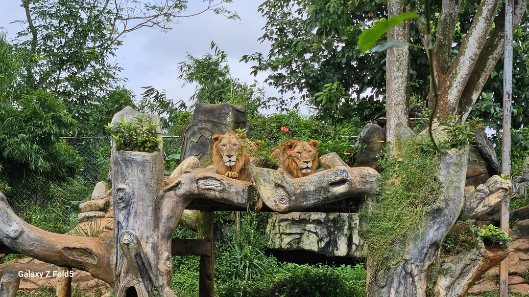 Зоопарк-сафари очень большой, экскурсия организована великолепно, гид русскоговорящий учитывал все пожелания