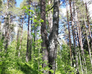 Остров Риеккалансаари, Сортавала