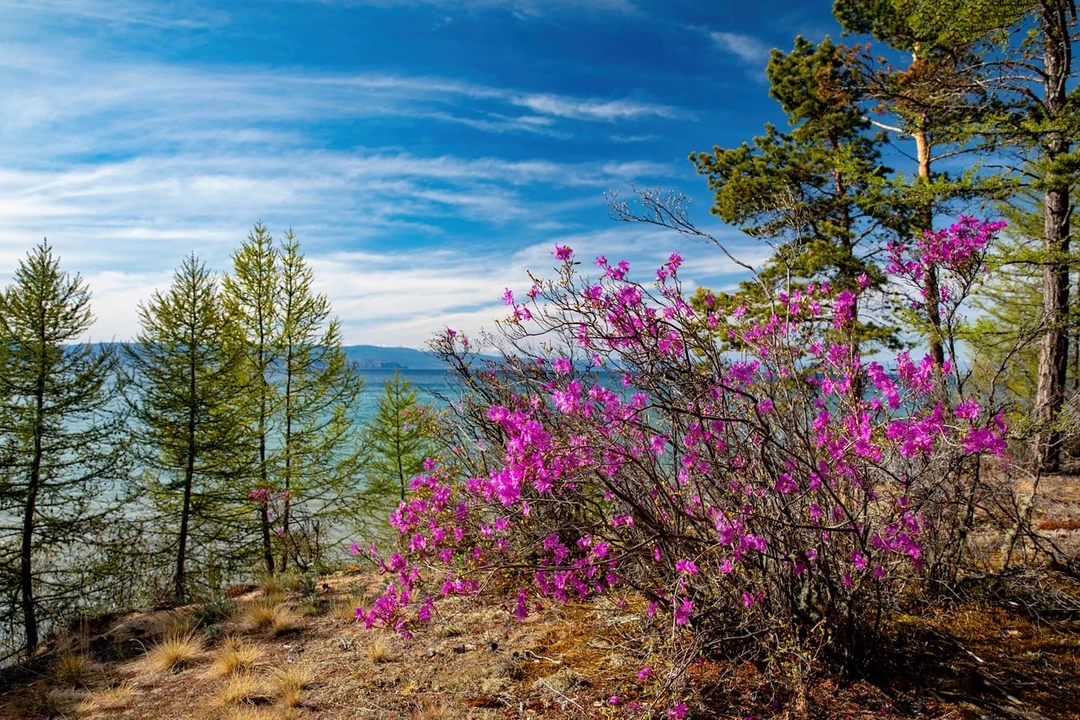 Рододендрон