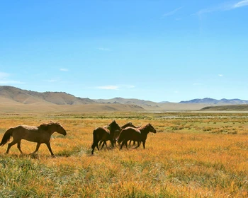 По монгольским степям в Дархан