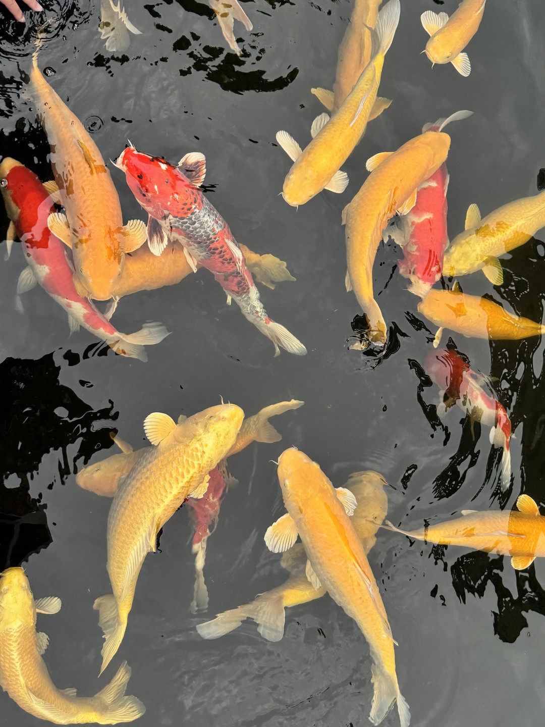 Путешествие было организовано очень хорошо. Я заранее сообщил гиду Маше о том, что у меня ограничено