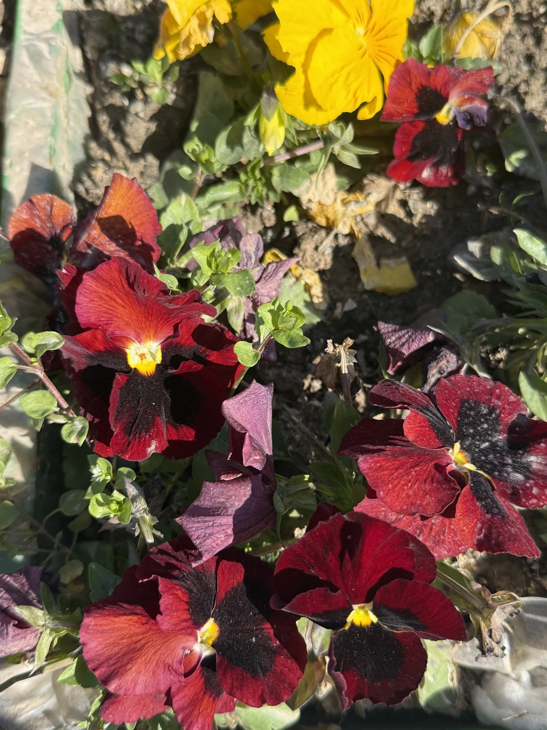 Вчера были на экскурсии с Шарифджоном и остались довольны настолько, что поставили « отлично» на все семь вопросов