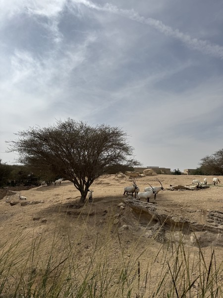 Если вы всё посмотрели в Дубае и Абу-Даби, то один день своей жизни можно выделить, чтобы