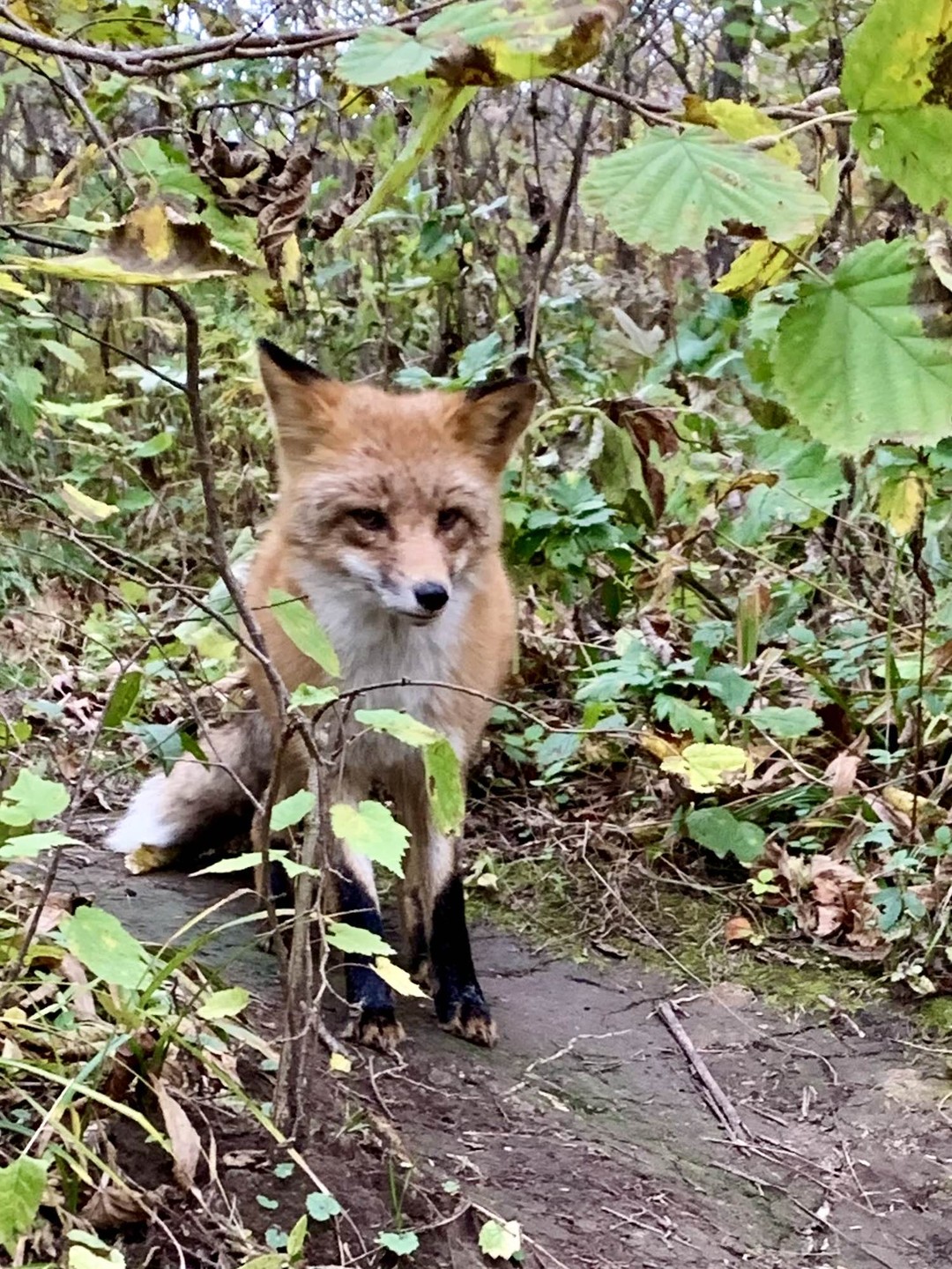 Экскурсия с Екатериной на остров Русский 15 октября 2025 г. была просто великолепной: очень интересно и
