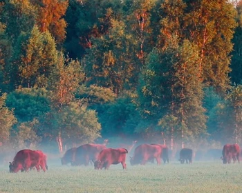 Окрестности Бреста и мини-поход по заповеднику