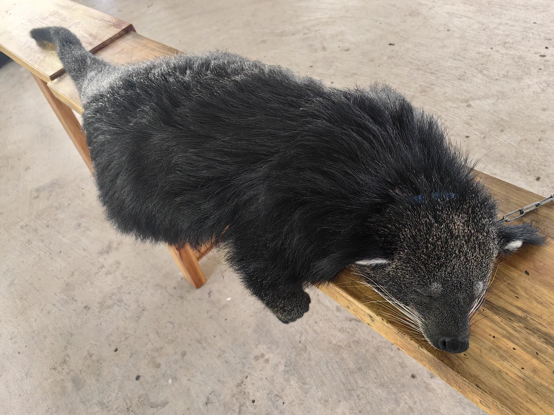 Далат на максимум (из Нячанга) (Наталья)