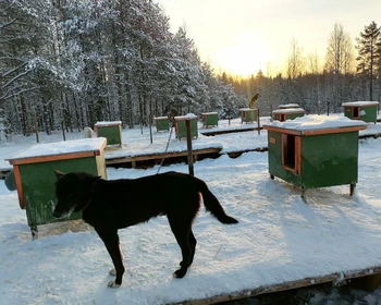 Тренировочный центр экспедиционных собак, деревня Киндасово, размещение в Петрозаводске
