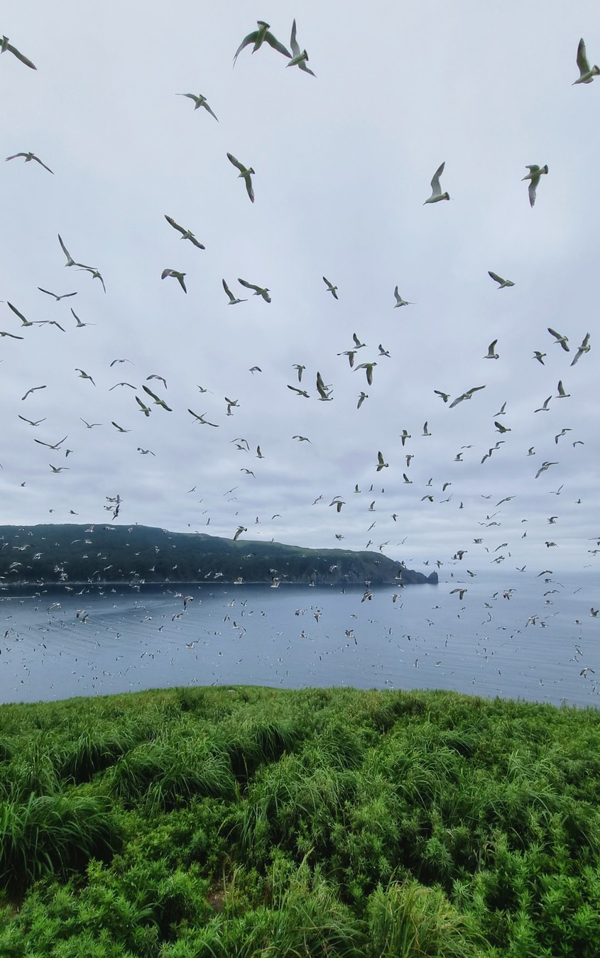 Из Владивостока на авто и катере — к тюленям! (17/23)