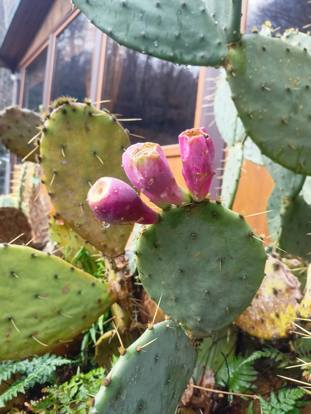 Место, где гуляли динозавры: прогулка по Колхидскому лесу в Сочи (11/14)