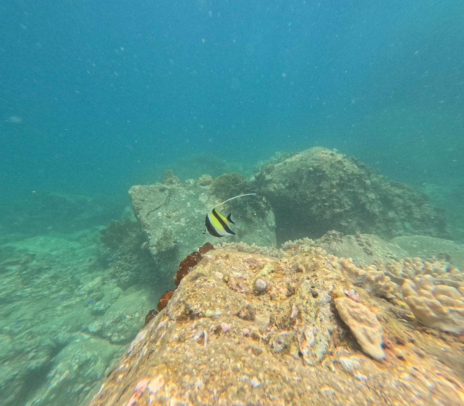 Были с супругой впервые на дайвинге