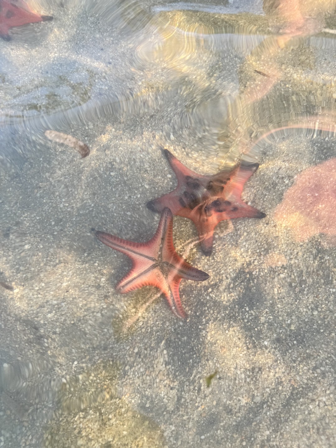 Экскурсия топ! Для нас был важен сафари, пляж со звездами без нудной исторической части и храмов