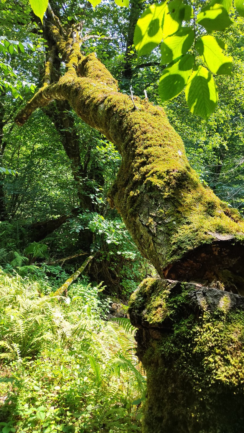 Насыщенная программа. Наибольшее впечатление осталось от природного моста. Сам переход к нему уже приключение: путь пролегает