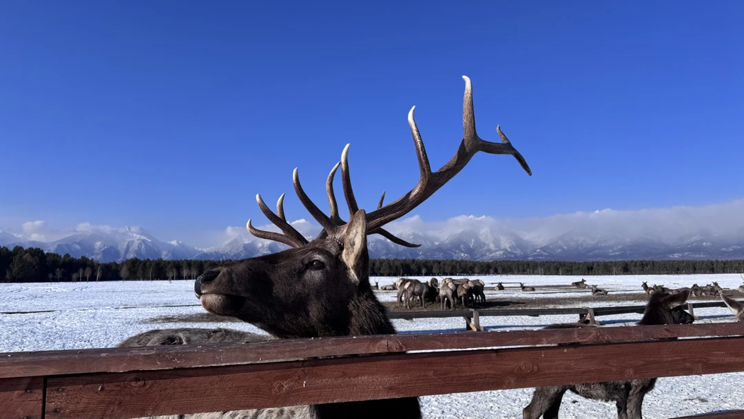 Замечательная экскурсия,огромное спасибо Марианне и Дмитрию! Куча эмоций,все подробно рассказали,показали) Очень интересно,живописная экскурсия,не думали,что зимой бывает