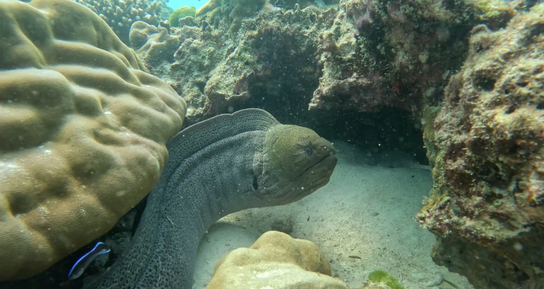 Дайвинг-приключение в Таиланде (Дарья)