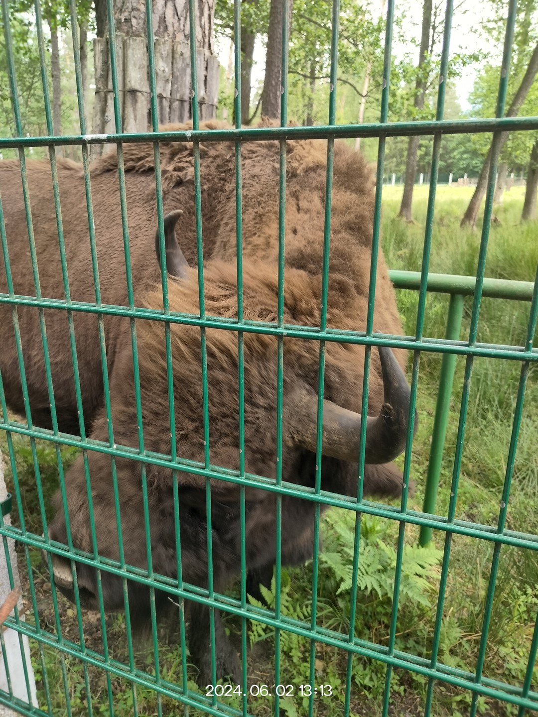 Приятно проведённый день. Интересно и познавательно. Пуща великолепна и обязательна к посещению если вы приехали в Белоруссию