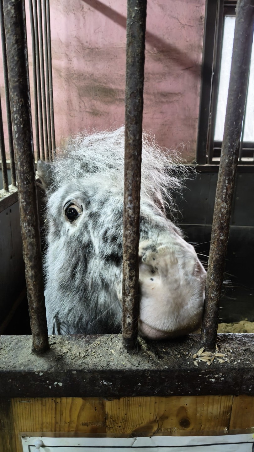 Василиса-прекрасный рассказчик, вовлекающий в чудный мир коней! Столько всего о лошадях я никогда в жизни не слышал. Было весьма интересно