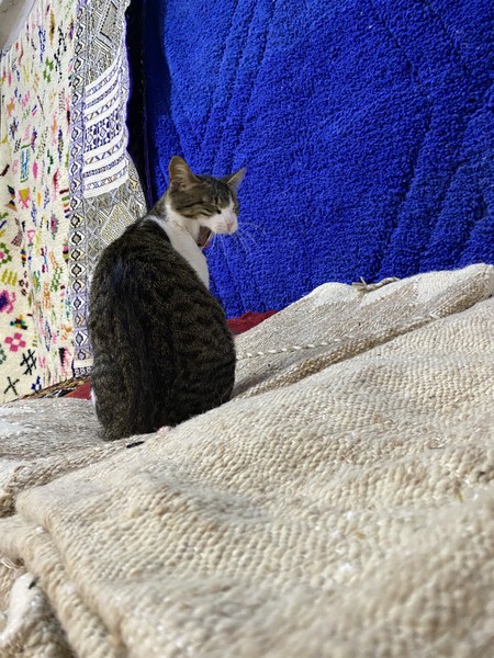 Нам очень понравилось в Танжере - великолепная погода, чудесная история города, Хишам показал много неочевидных мест