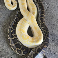 Фото отзыва 3: экскурсия "Бохол: волшебство природы"