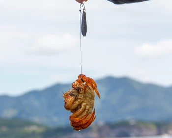 Отдых на Халактырском пляже с баней, крабами и чаем