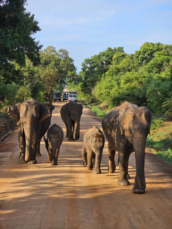 Город Элла и сафари на джипах в парке Яла - из Галле