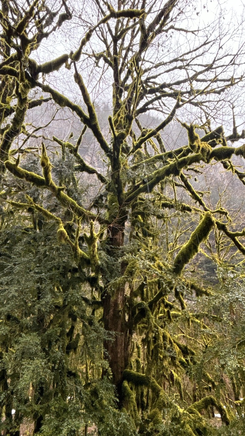 Групповая экскурсия по солнечной Абхазии (Dina)