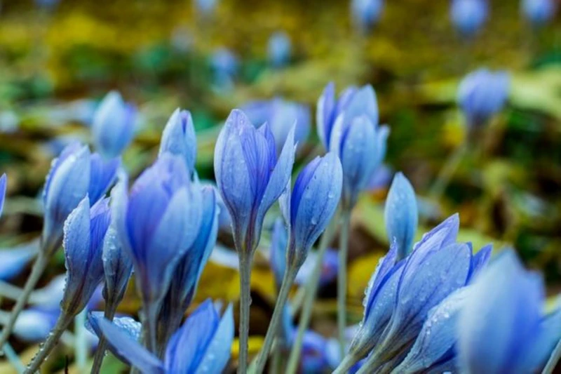 Фестиваль тюльпанов в Стамбуле - в парк Эмирган вместе с гидом