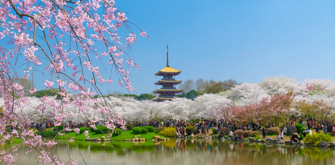 За цветением сакуры&nbsp;— в&nbsp;Китай