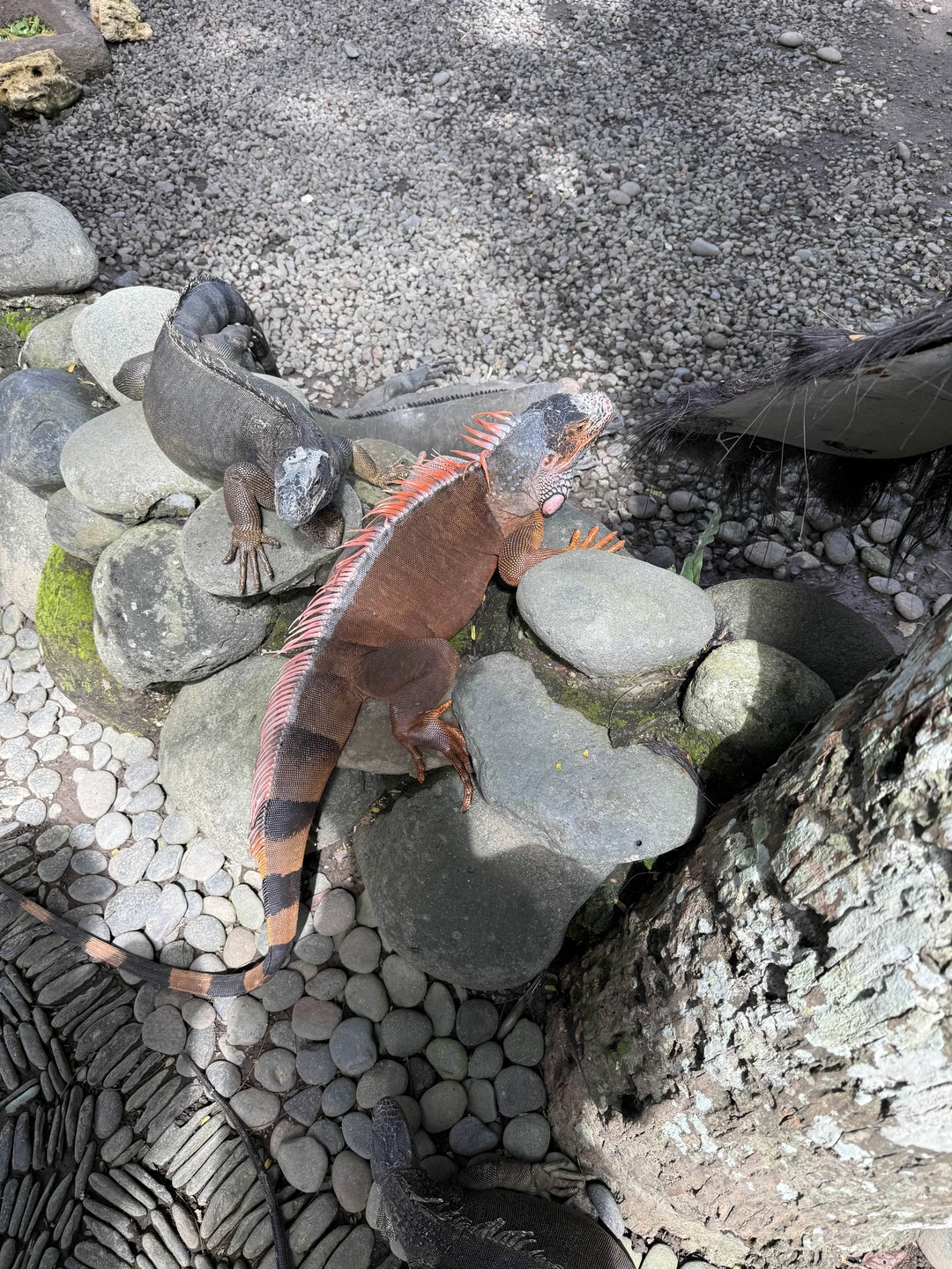 Все краски Бали (Kirill)